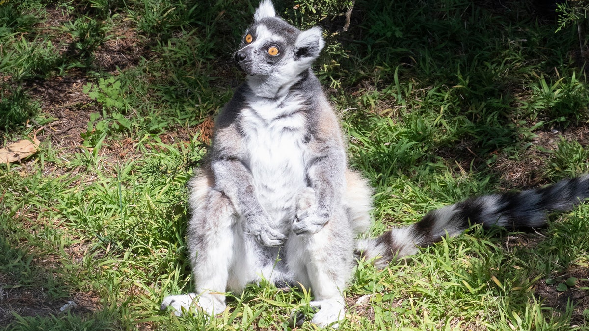 This undated photo provided by the San Francisco Police, courtesy of the San Francisco Zoo, shows a missing lemur named Maki. The ring-tailed lemur was missing from the San Francisco Zoo after someone broke into an enclosure overnight and stole the endangered animal, police said Wednesday, Oct. 14, 2020. The 21-year-old male lemur was discovered missing shortly before the zoo opened to visitors, zoo and police officials said. They're seeking tips from the public in hopes of finding the lemur, explaining that Maki is an endangered animal that requires specialized care. (Marianne V. Hale/San Francisco Zoo via AP)