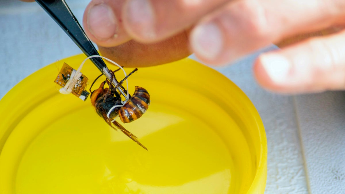 In this Sept. 30, 2020, photo provided by the Washington State Department of Agriculture, a researcher works to attach a tracking device to a live Asian giant hornet near Blaine, Wash. Agricultural officials in Washington state said Friday, Oct 2, 2020 they are trying to find and destroy a nest of Asian giant hornets believed to be near the small town amid concerns the hornets could kill honey bees crucial for pollinating raspberry and blueberry crops. (Karla Salp/Washington State Department of Agriculture via AP)