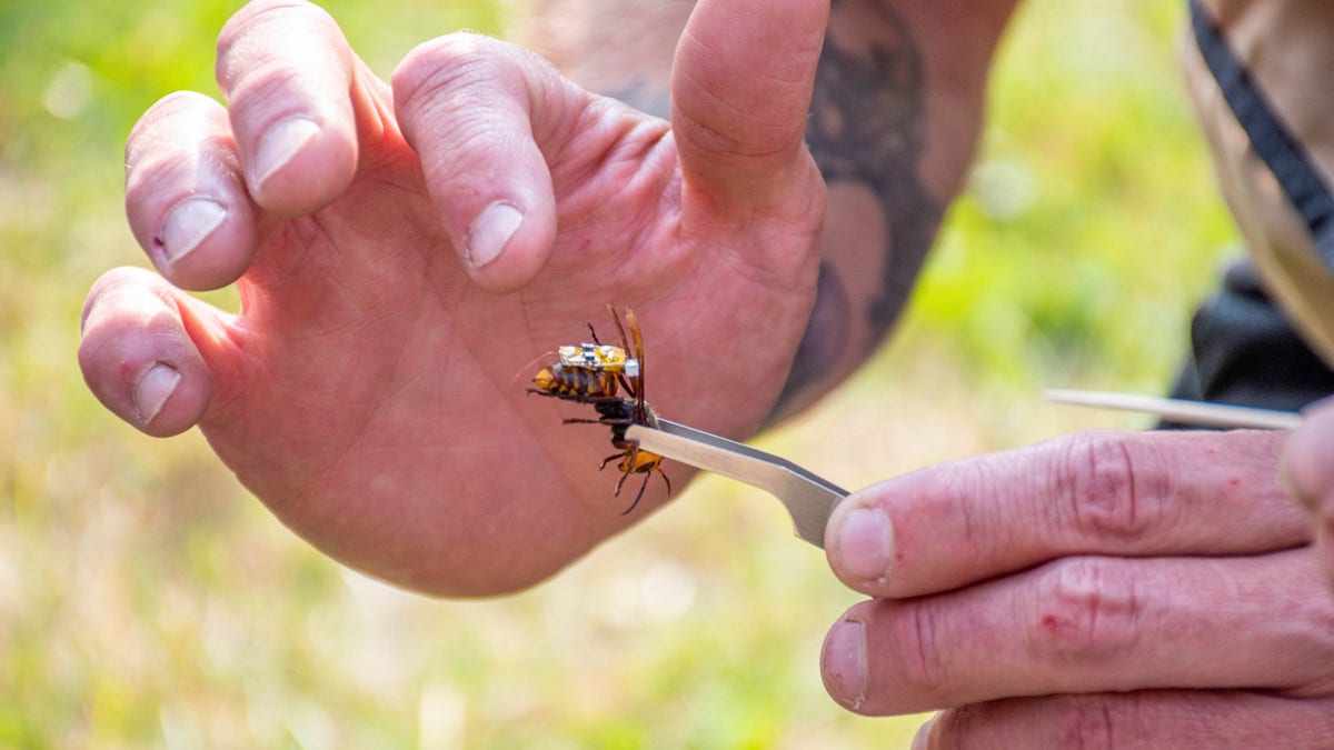 In this Sept. 30, 2020, photo provided by the Washington State Department of Agriculture, a researcher holds a live Asian giant hornet with a tracking device affixed to it near Blaine, Wash. Agricultural officials in Washington state said Friday, Oct. 2, 2020 they are trying to find and destroy a nest of Asian giant hornets believed to be near the small town amid concerns the hornets could kill honey bees crucial for pollinating raspberry and blueberry crops. (Karla Salp/Washington State Department of Agriculture via AP)