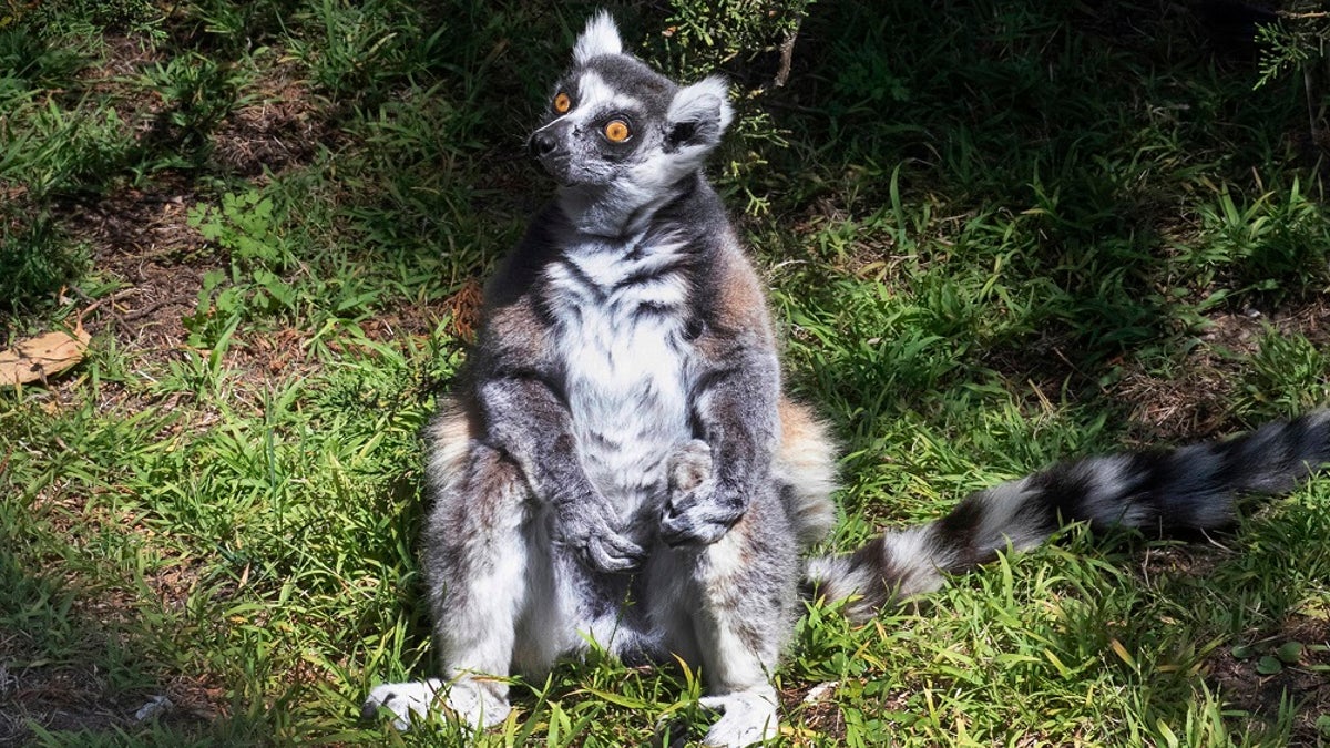 A missing lemur named Maki has been found. The ring-tailed lemur was missing from the San Francisco Zoo after someone broke into an enclosure overnight and stole the endangered animal, police said last week. The 21-year-old male lemur was discovered missing shortly before the zoo opened to visitors, zoo and police officials said. A 5-year-old boy who helped catch the primate has been rewarded with a lifetime membership to the zoo. (Marianne V. Hale/San Francisco Zoo via AP)