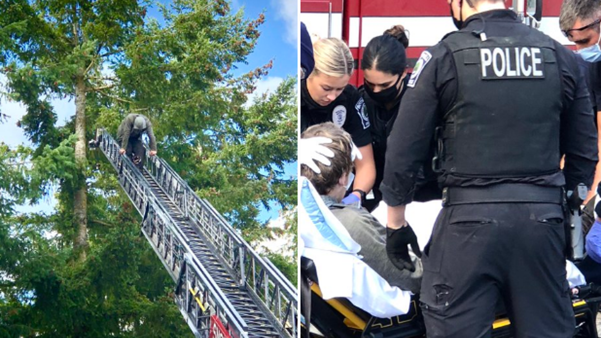 A carjacking suspect was transported to a local area hospital for an injury suffered prior to climbing the tree.