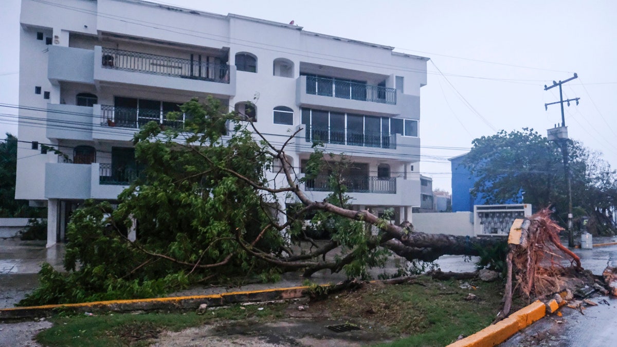 A tree lays on its side, toppled by Hurricane Delta in Cancun, Mexico, Wednesday, Oct. 7, 2020.