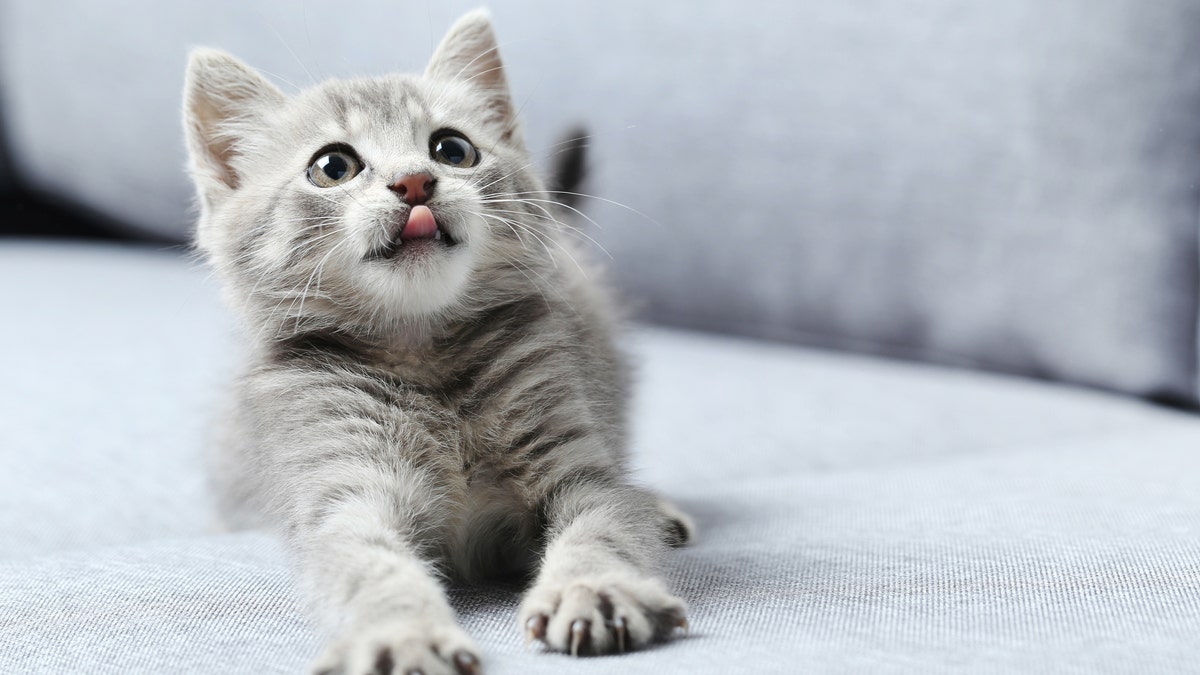 In addition to recovering faster, cats also likely spread the virus only briefly compared to humans. (iStock)
