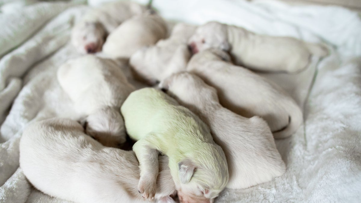 Puppy with clearance green fur