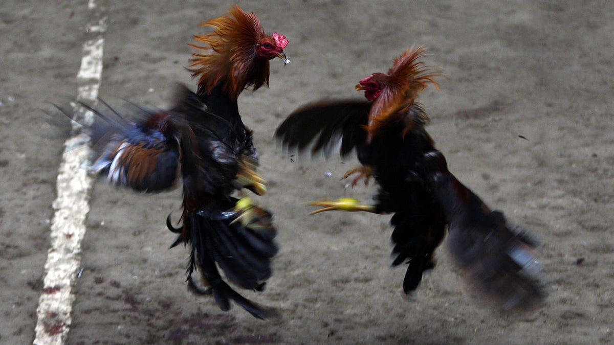 Cockfighting in Philippines