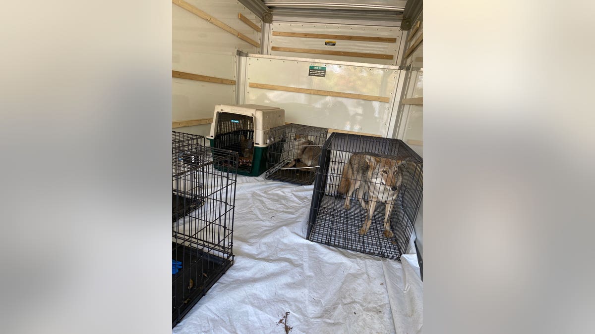 The DNR and Muskegon County Sheriff's Office removed several animals from Howling Timbers Friday morning. (Courtesy: Michigan Department of Natural Resources)