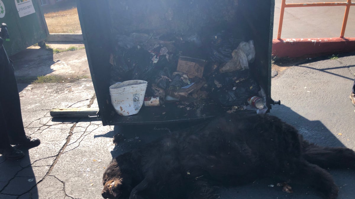 This 400-pound bear had to be euthanized after it was found struggling to get out of a dumpster in Woodland Park, Colorado, on Wednesday morning. (Colorado Parks and Wildlife)