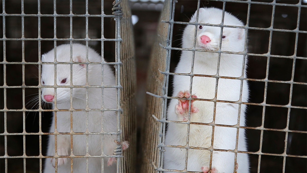 FILE - In this Dec. 6, 2012, file photo, minks look out of a cage at a fur farm in the village of Litusovo, northeast of Minsk, Belarus. Coronavirus outbreaks at mink farms in Spain and the Netherlands have scientists digging into how the animals got infected and if they can spread it to people. (AP Photo/Sergei Grits, File)