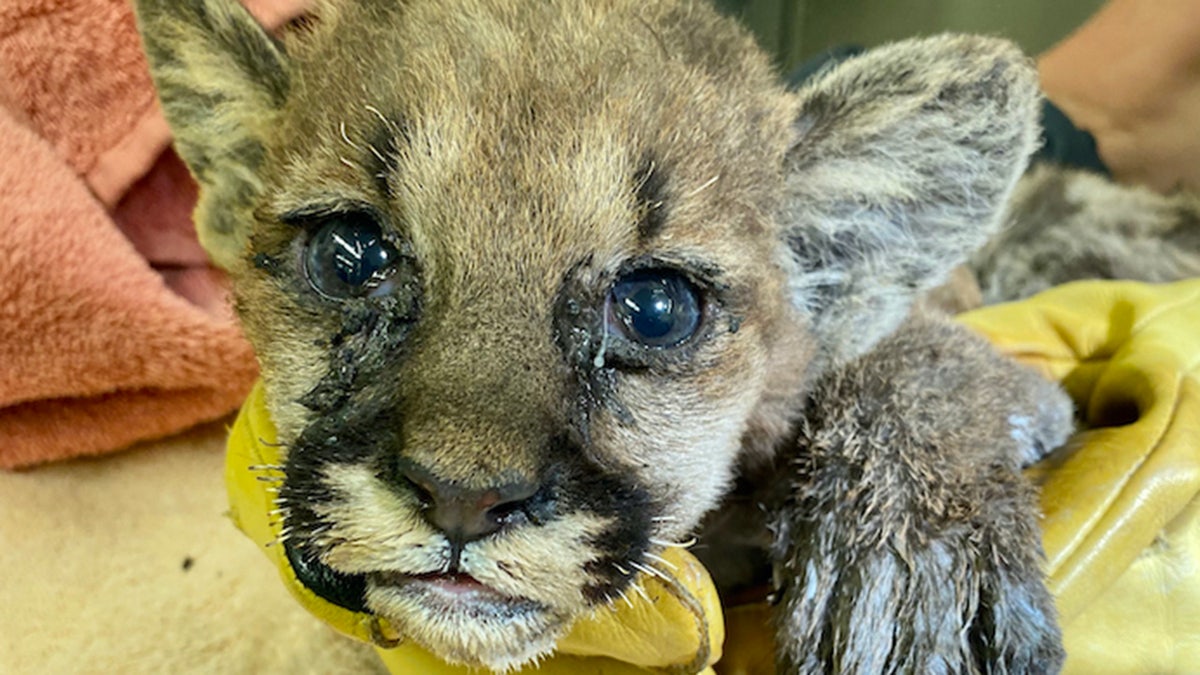 Burned Mountain lion cub upon arrival to the Oakland Zoo Veterinary Hospital.