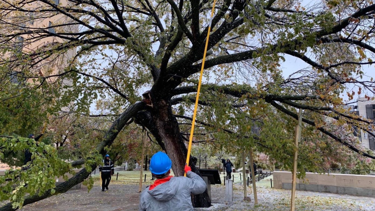 The tree known as the "Survivor Tree" at the Oklahoma City National Memorial sustained damage from an ice storm impacting the region.