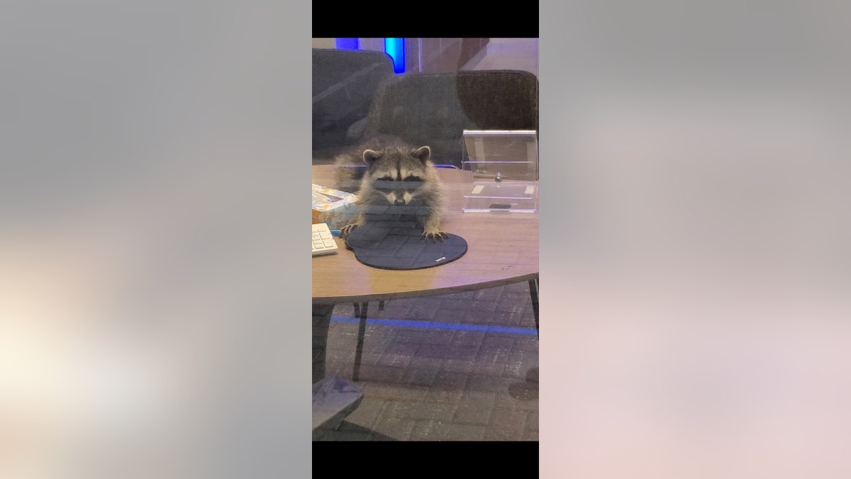 A man using an ATM initially thought he saw a stuffed animal on a desk inside the bank, but then he saw the animal move. (Photos courtesy of Peninsula Humane Society &amp; SPCA)