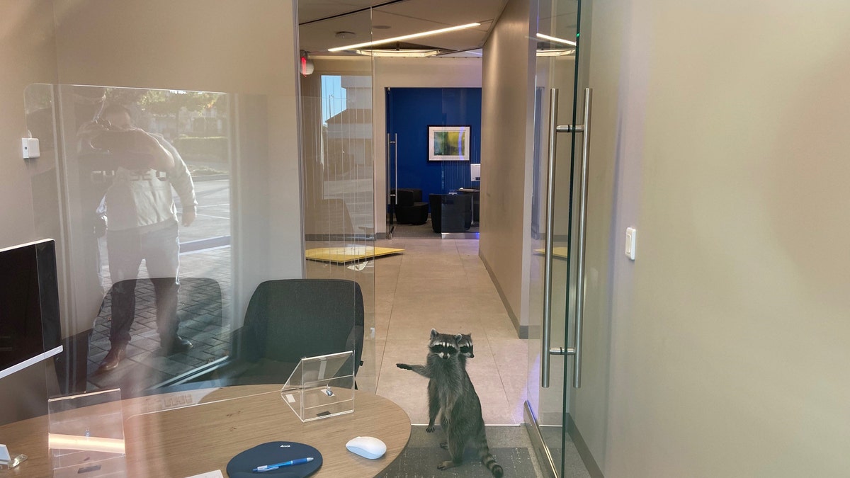 The raccoons were found inside the bank in Redwood City, Calif.