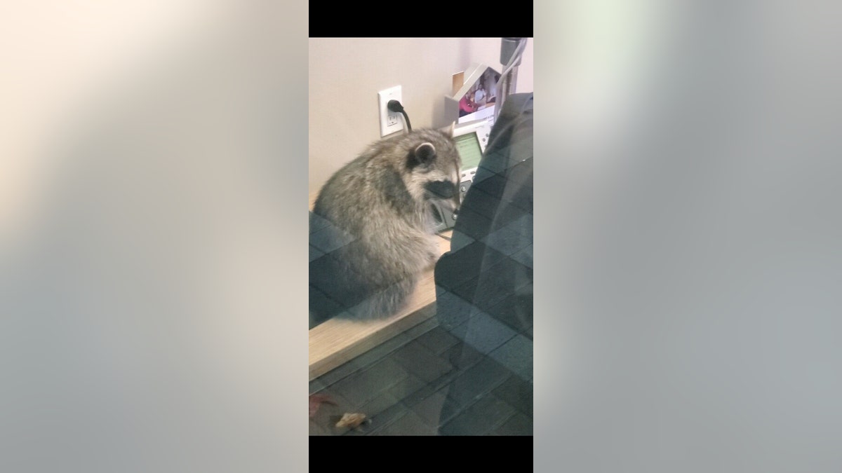 The raccoons were not harmed during the incident.
