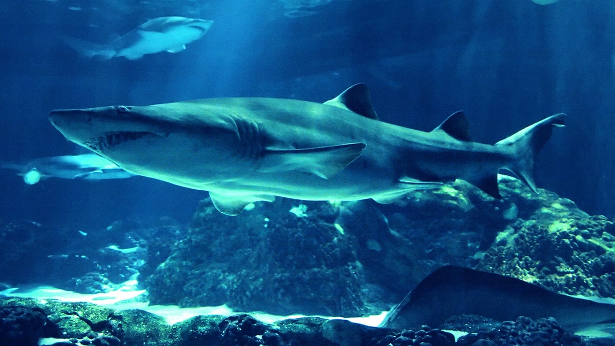 swimming sharks underwater