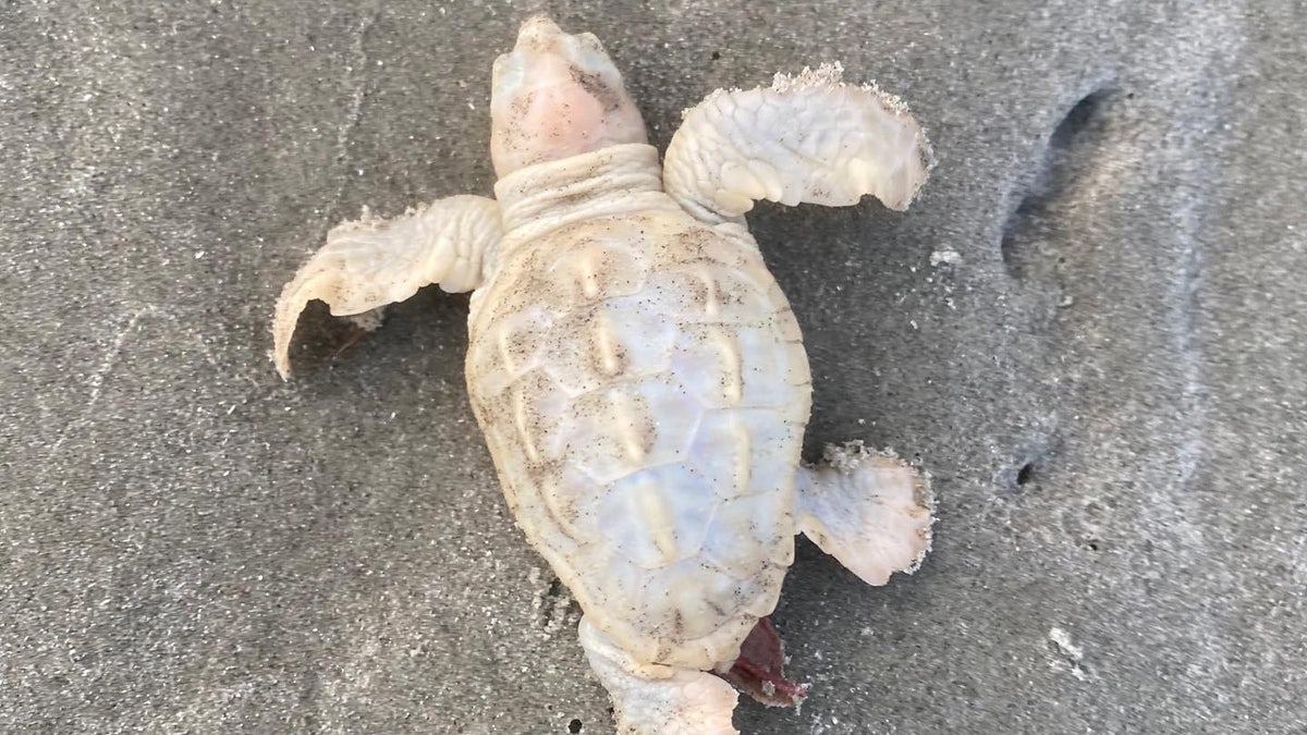 A white sea turtle hatching was found crawling across the sand on a beach in Kiawah Island, S.C. on Sunday.