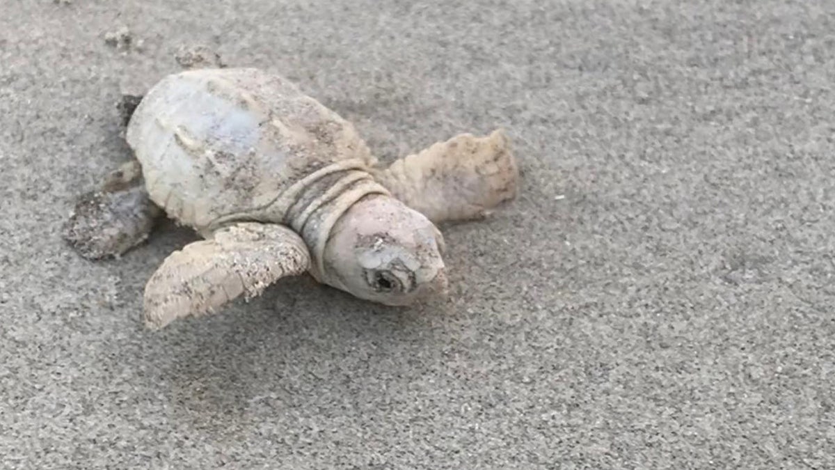 Sea turtles with leucism have black eyes and a small amount of pigment on their skin.