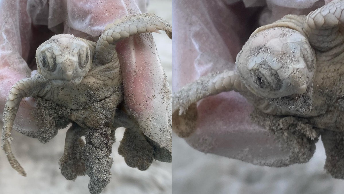 A white sea turtle hatching was found crawling across the sand on a beach in Kiawah Island, S.C. on Sunday.