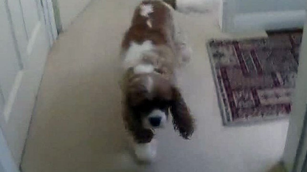 Authorities in England responded to calls from a 93-year-old woman who was worried that her dog, Toby, had gone missing.