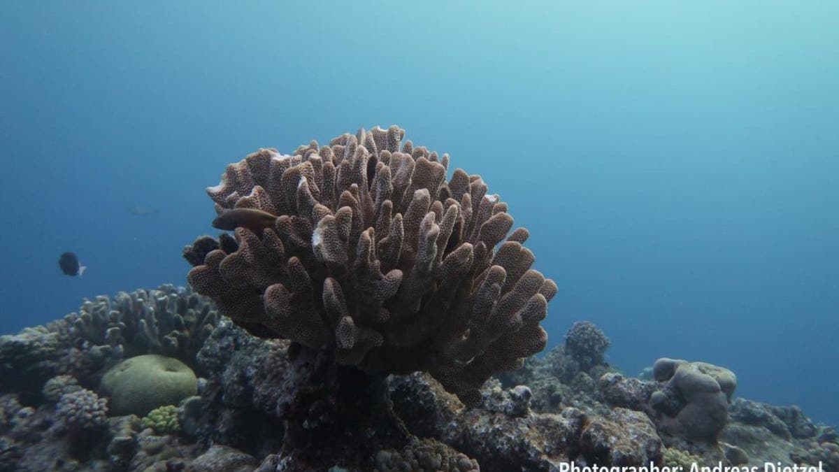 The Great Barrier Reef has lost half its corals in the past three decades. As more complex coral structure is lost, so too are the habitats for fish. CREDIT Andreas Dietzel.