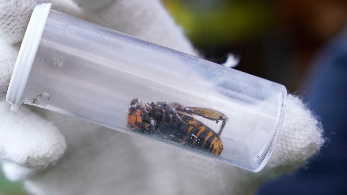 A Washington State Department of Agriculture worker displays an Asian giant hornet taken from a nest Saturday, Oct. 24, 2020, in Blaine, Wash. (Associated Press)