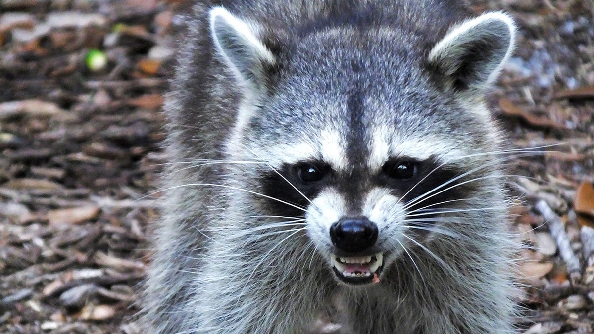 mean looking raccoon