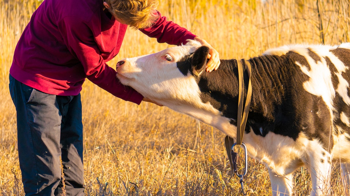 A 2007 study suggested that the practice, which is catching on in the U.S. and Switzerland, benefits the cows as well as the humans.