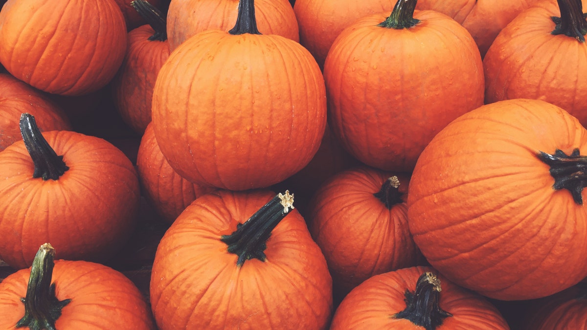 pile of orange pumpkins