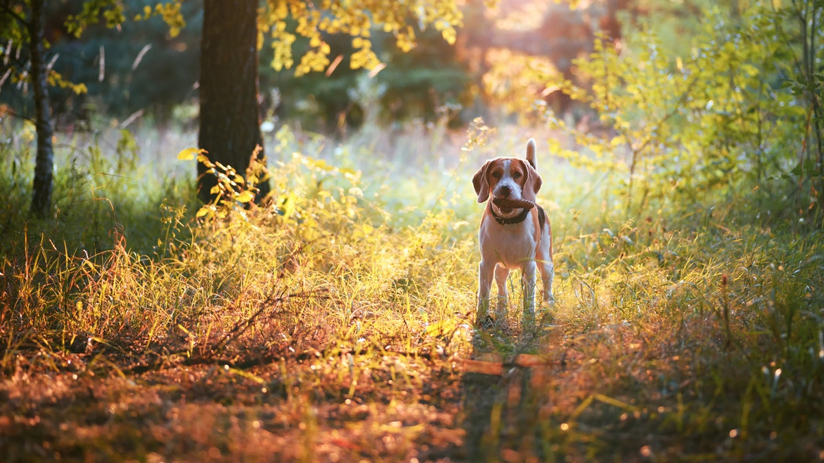 Take a walk in fall foliage and ground your senses in the present moment. (iStock)