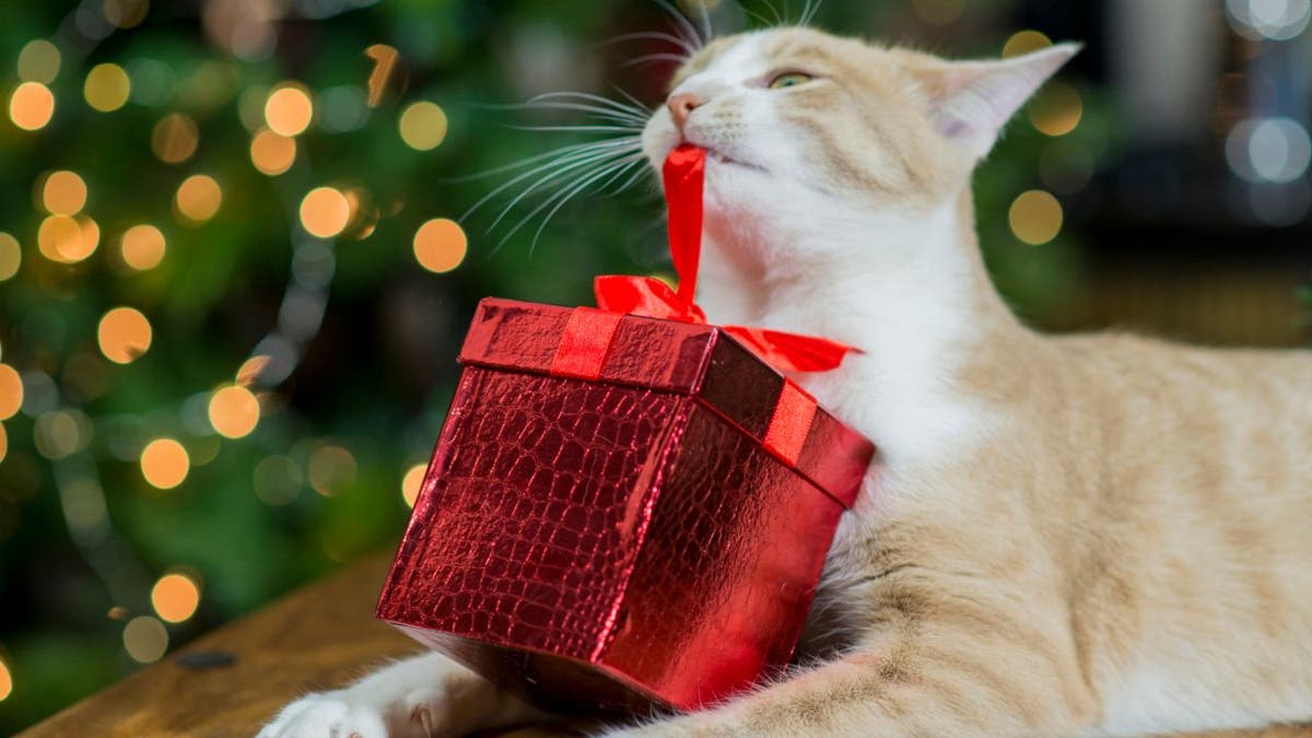 Is your cat feeling left out at Christmas? Fancy Feast has an idea. (iStock)
