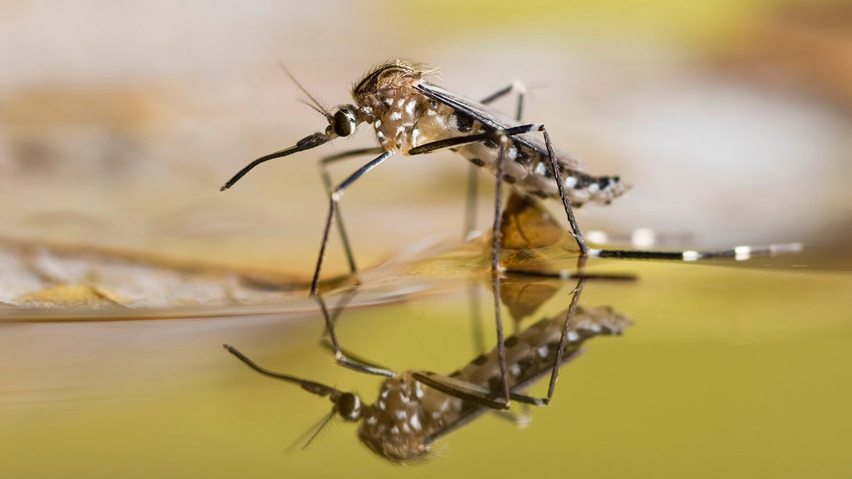 West Nile Virus Detected In 2 New York City Residents As Infected   IStock 157316301 