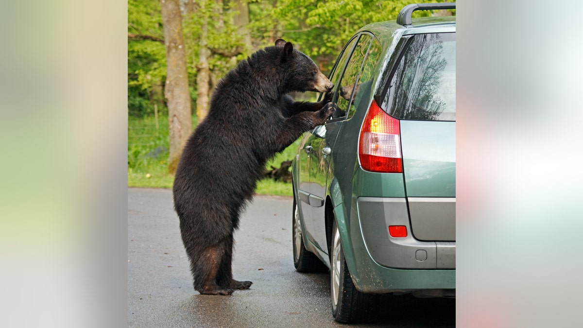 The bear responsible for the break in is named Cinnabun (not pictured), and is well known in the community.