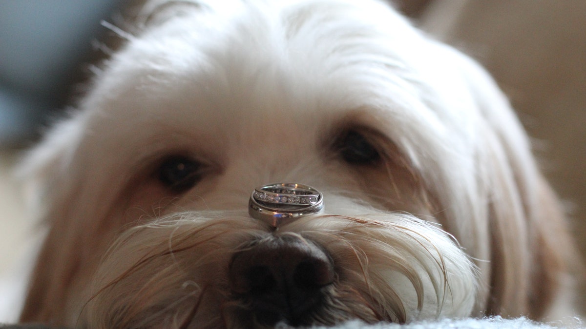 dog with engagement ring