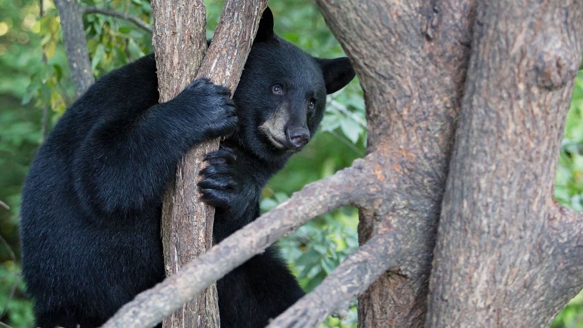 The black bear was “vocalizing” in a tree last Thursday. (iStock)