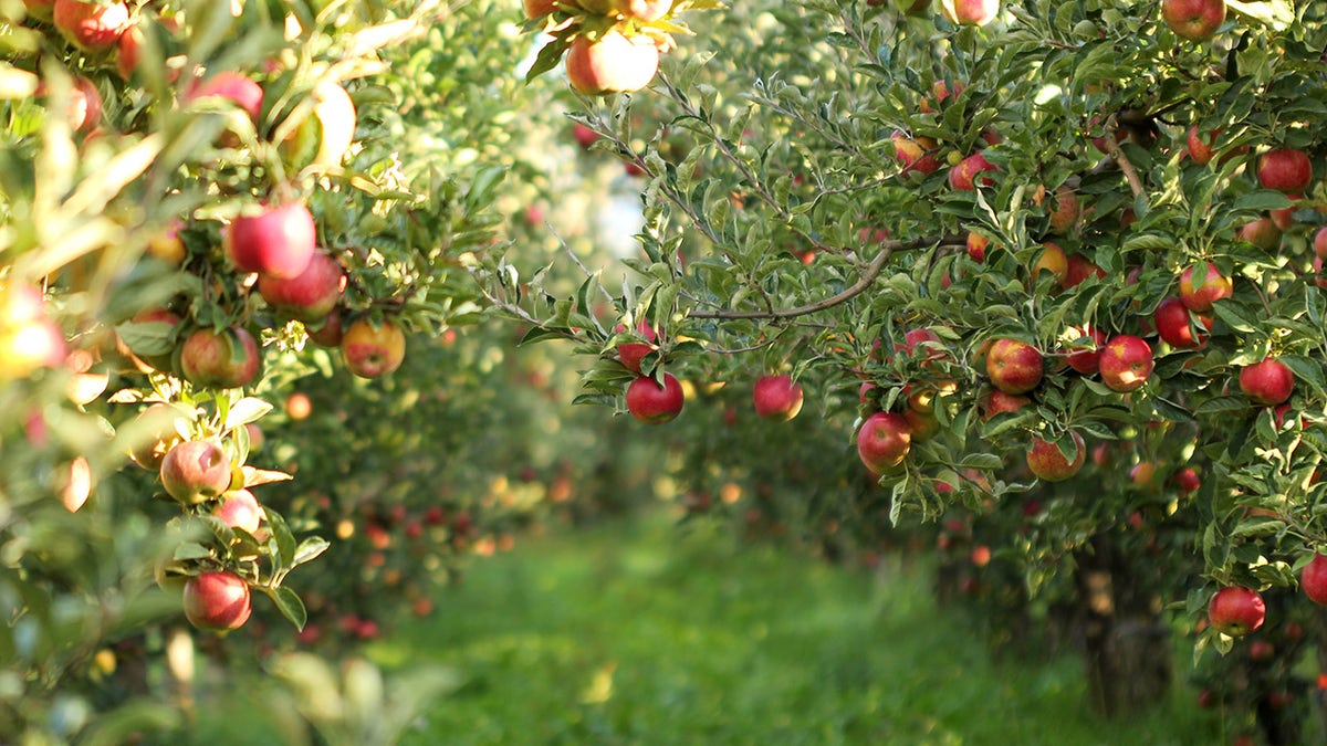 apple orchard