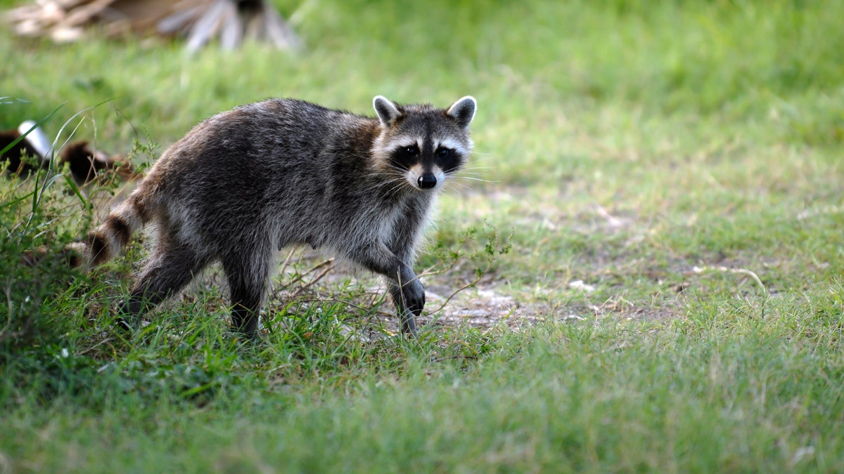 raccoon seen in a field