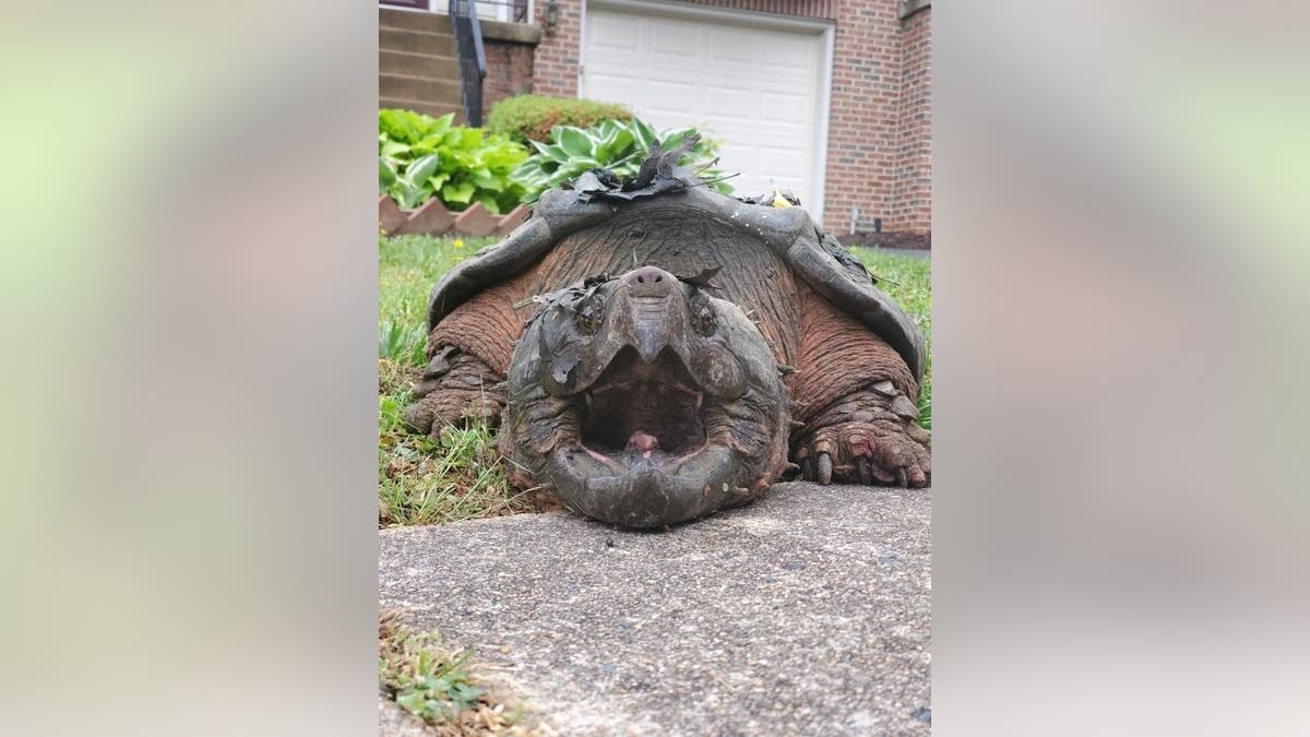 (Credit: Virginia Dept. of Wildlife Resources)