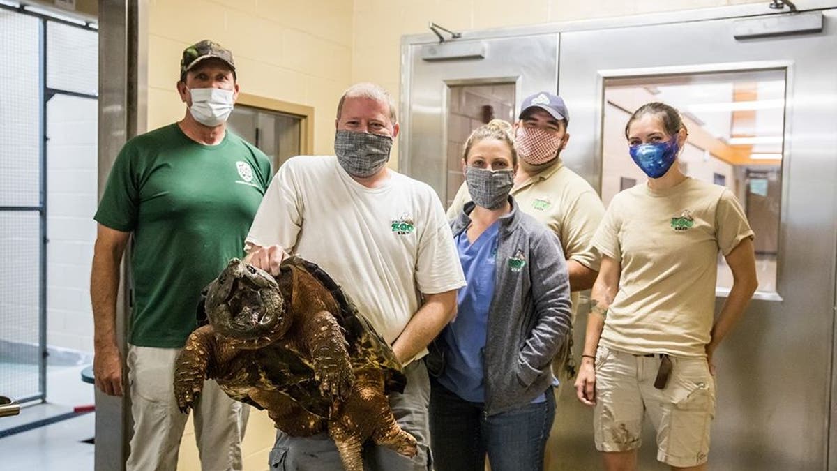 The alligator snapping turtle seen with members of the Virginia Dept of Wildlife Resources. (Credit: Meghan Marchetti/DGIF)
