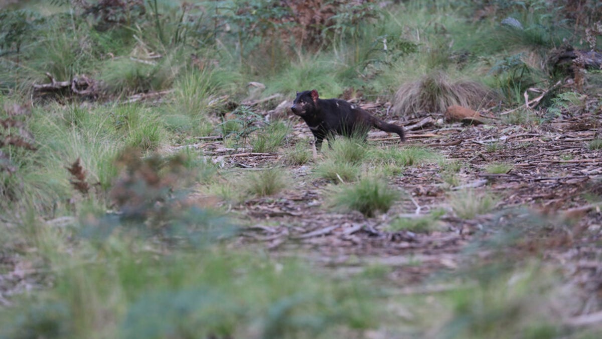 A Tasmanian devil shortly after release into a wild sanctuary on Barrington Tops. (Aussie Ark)