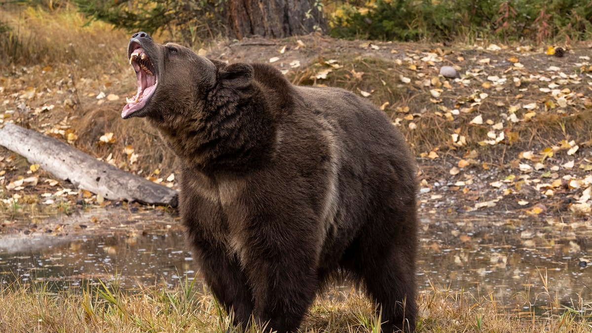 Grizzly bear at San Antonio Texas zoo dangerous animal mean Stock Photo -  Alamy