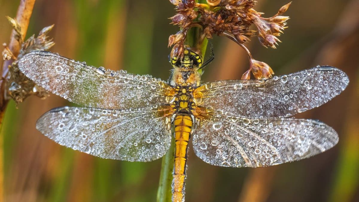 Spectacular images show one of the last damselflies of summer covered in dew as it clings to a reed at dawn. (Credit: SWNS)