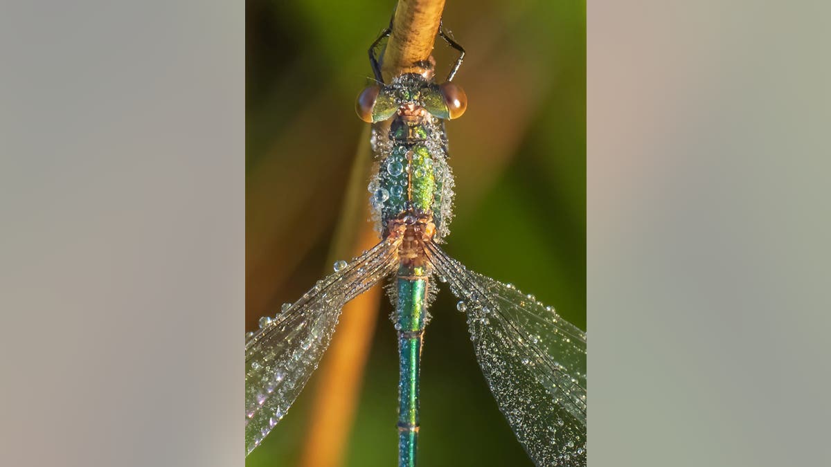 Wildlife photographer Andrew Fusek Peters captured the stunning emerald damselfly at Long Mynd nature reserve, Shrops. He spent hours searching for the insects and waiting for the sun to rise high enough.