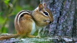 "A Chipmunk chews a nut on a large tree branch, as seen through the foliage in a forest."