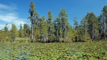 "Located in southern Georgia, USA, the Okefenokee Swamp covers 700 square miles and is the largest swamp in North America.  The swamp is approximately 7000 years old.  It is a vast peat-filled bog inside a huge, saucer-shaped depression that was once part of the ocean floor."