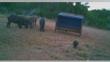 The COVID-19 Pandemic has closed a lot of hog hunting businesses for the time being.