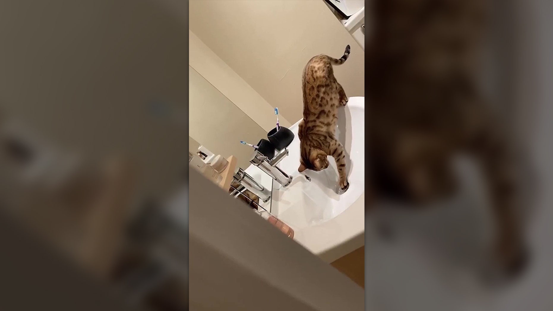 Cat Floods House By Turning on Faucet