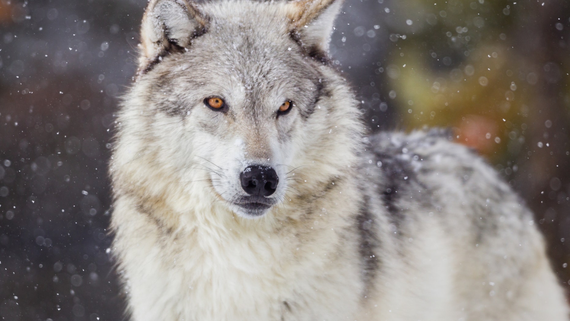 Michigan poacher who killed 18 wolves, bald eagles loses hunting license for life Michigan poacher who killed 18 wolves, bald eagles loses hunting license for life