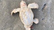 Rare sea turtle discovered on South Carolina beach in 'elusive' find