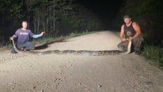 Florida hunters capture record breaking 18-foot Burmese python