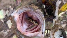 Tennessee fisherman catches bass holding snake in its mouth: 'The head was looking at me'