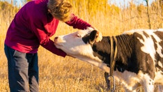 Cow-hugging, an alleged wellness fad, has people cuddling farm animals to relieve stress